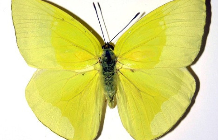Figura 26. Adulto de <i>Phoebis statira</i> (Pieridae). Vista dorsal. Voucher.01-SRNP-14906-DHJ98446. Macho. Midió 63mm.