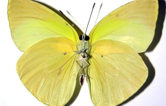 Figura 27. Adulto de <i>Phoebis statira</i> (Pieridae). Vista ventral. Voucher.01-SRNP-14906-DHJ98447. Macho. Midió 63mm.