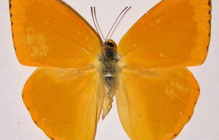 Figura 18.adulto de <i>Phoebis hersilia</i> (Pieridae). Vista ventral. Voucher.01- SRNP-9894-DHJ34564. Macho. Midió 63mm.