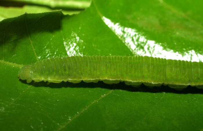 Figura 2. <i>Phoebis hersilia</i> (Pieridae). Vista lateral parte cabeza y tórax. Voucher. 06-SRNP-21436- DHJ411853.
