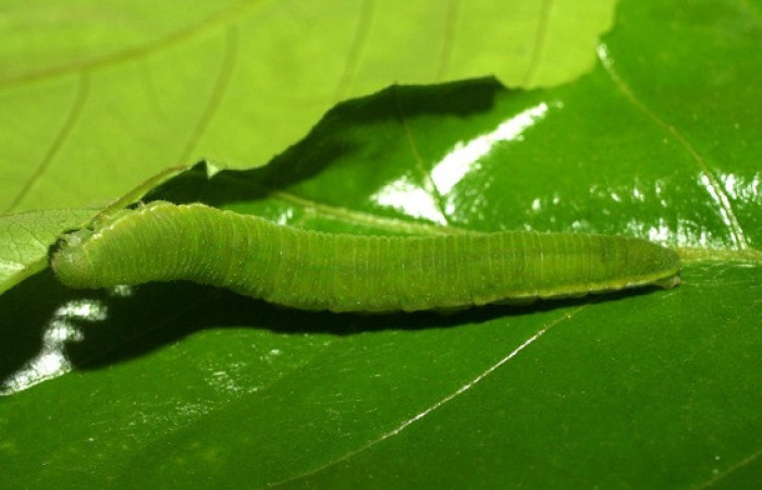 Figura 3. <i>Phoebis hersilia</i> (Pieridae). Vista dorsal. Voucher. 06-SRNP-21436- DHJ411855.