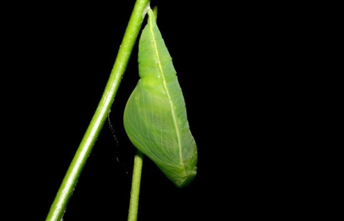 Figura 23. Prepupa de <i>Phoebis statira</i> (Pieridae). Vista lateral. Voucher. 07-SRNP-60753- DHJ435106.