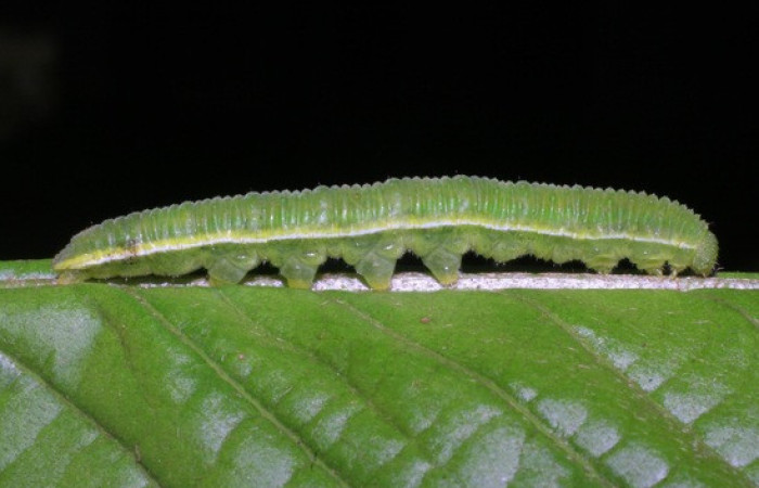 Figura 1. <i>Phoebis hersilia</i> (Pieridae). Vista lateral Voucher. 08-SRNP-40794- DHJ442031.