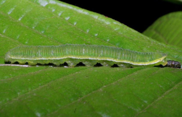 Figura 4. <i>Phoebis hersilia</i> (Pieridae). Vista lateral. Voucher. 08-SRNP-40794- DHJ442033.
