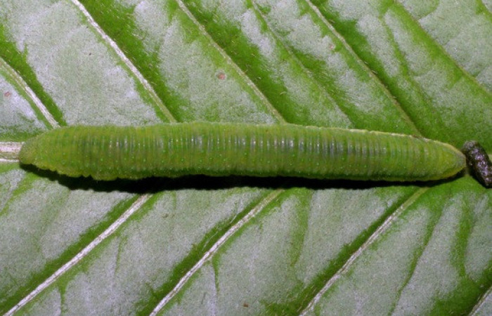 Figura 5. <i>Phoebis hersilia</i> (Pieridae). Vista dorsal. Voucher. 08-SRNP-40794- DHJ442034.