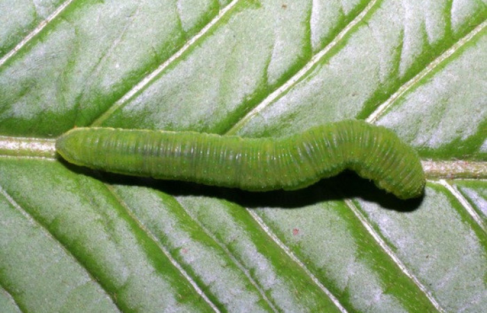 Figura 6. <i>Phoebis hersilia</i> (Pieridae). Vista dorsal. Voucher.08-SRNP-40794- DHJ442035.
