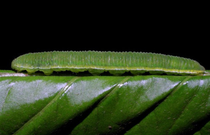 Figura 7. <i>Phoebis hersilia</i> (Pieridae). Vista lateral. Voucher.08-SRNP-40794- DHJ442036.