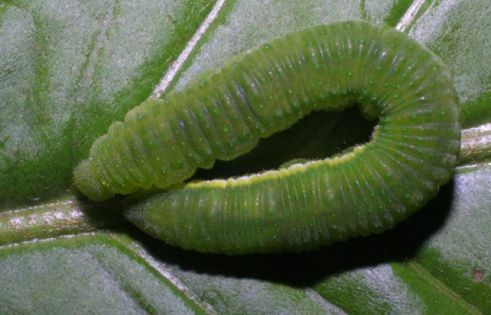 Figura 8. <i>Phoebis hersilia</i> (Pieridae). Vista dorsal. Voucher.08-SRNP-40794- DHJ442037.