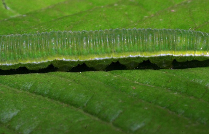 Figura 9. <i>Phoebis hersilia</i> (Pieridae). Vista lateral. Voucher. 08-SRNP-40794- DHJ442038.