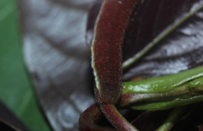 Figura 10. <i>Phoebis hersilia</i> (Pieridae). Vista tracera Voucher.15-SRNP-70880- DHJ727277.