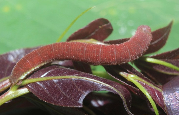 Figura 12. <i>Phoebis hersilia</i> (Pieridae). Vista dorsal. Voucher. 15-SRNP-70880- DHJ727279.