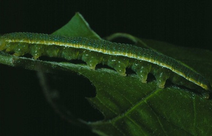 Figura 20. <i>Phoebis statira</i> (Pieridae). Vista lateral. Voucher.83-SRNP-675-DHJ5540