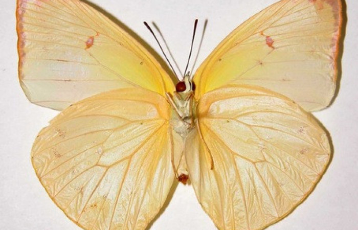 Figura 25. Adulto de <i>Phoebis statira</i> (Pieridae). Vista ventral. Voucher.84-SRNP-232.01-DHJ34541. hembra. Midió 58mm.