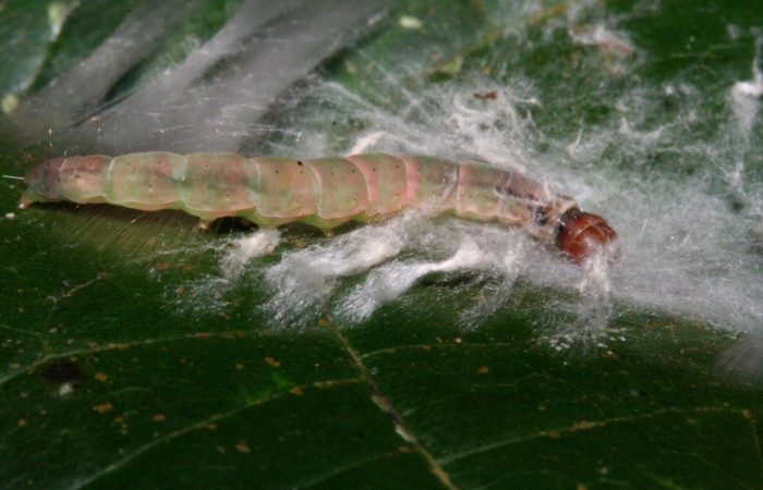 Figura 4. Larva de elachBioLep01 BioLep572 (Depressariidae). Parte dorsal. Voucher: 10-SRNP-4099-DHJ471040.jpg.