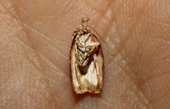 Figura 6. Adulto de elachBioLep01 BioLep572 (Depressariidae). Parte dorsal. Voucher: 10-SRNP-723-DHJ470487.jpg.