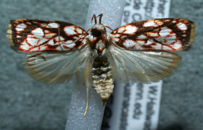 Figura 7. Adulto de elachBioLep01 BioLep572 (Depressariidae). Parte dorsal. Voucher: 12-SRNP-85613-DHJ570840.