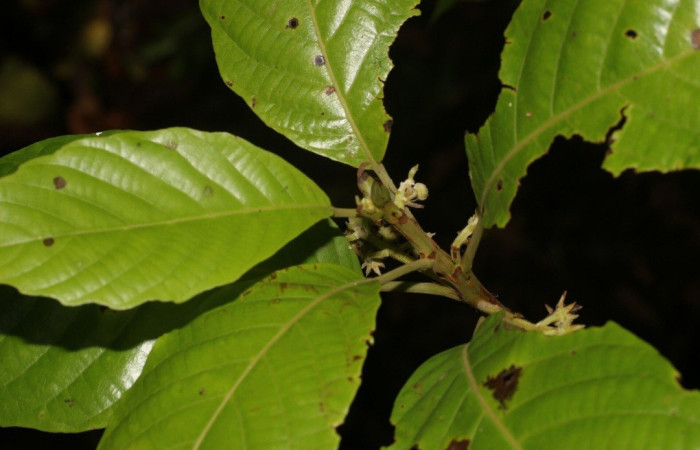 Figura 8. Hojas de <i>Sloanea faginea</i> (Elaeocarpaceae) planta de la cual se alimenta elachBioLep01 BioLep572 (Depressariidae).