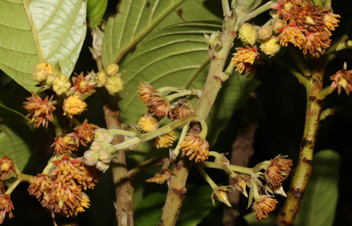 Figura 9. inflorescencia de <i>Sloanea faginea</i> (Elaeocarpaceae) planta de la cual se alimenta elachBioLep01 BioLep572 (Depressariidae).