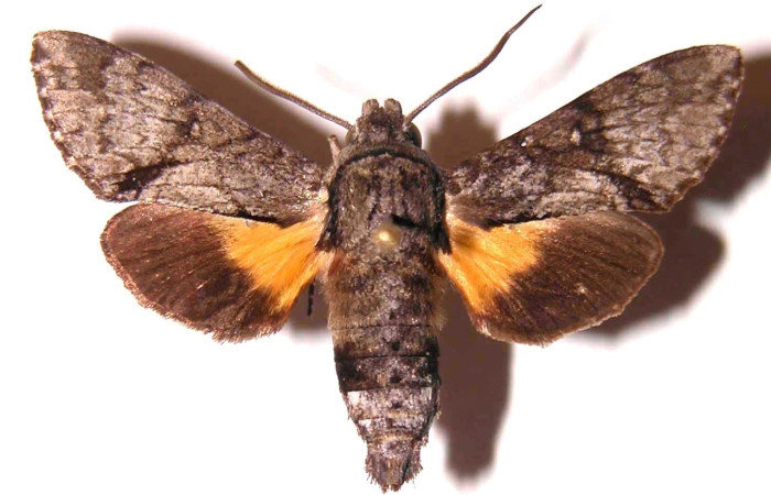Fig. 11 Adulto <i>Cautethia yucatana</i> (Sphingidae), vista ventral macho mide 36mm. Casa Potrero Grande, Sector Santa Elena, 92-SRNP-3542-DHJ35872.