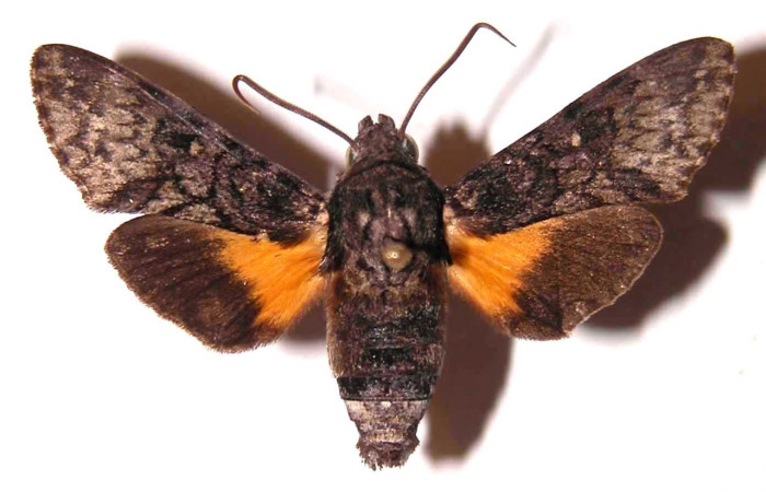 Fig. 12 Adulto <i>Cautethia spuria</i> (Sphingidae), vista ventral macho mide 39mm. Casa Potrero Grande, Sector Santa Elena, 02-SRNP-11779-DHJ35852.