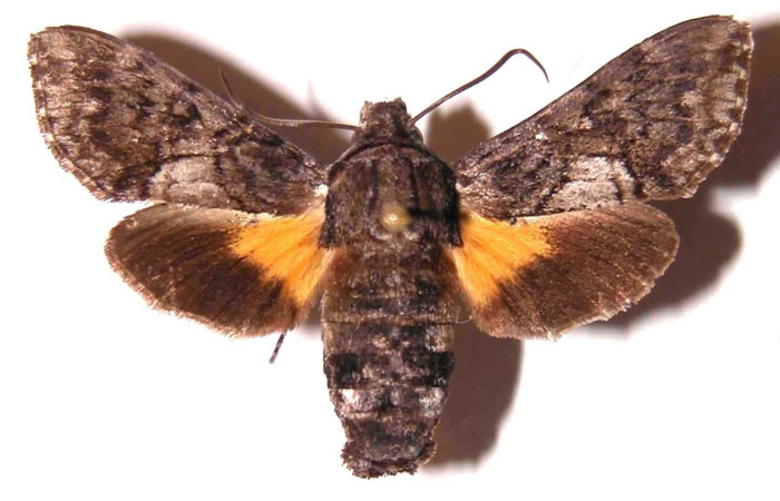 Fig. 1 Adulto <i>Cautethia yucatana</i> (Sphingidae), vista dorsal hembra mide 38mm. Estación Murciélago, Sector Murciélago, 675m. 93-SRNP-3204-DHJ35874.