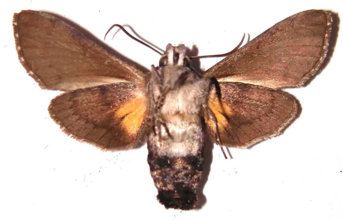 Fig. 2 Adulto <i>Cautethia yucatana</i> (Sphingidae), vista dorsal hembra mide 38mm. Bosque Húmedo, Sector Santa Rosa, 675m. 93-SRNP-3204-DHJ35875.