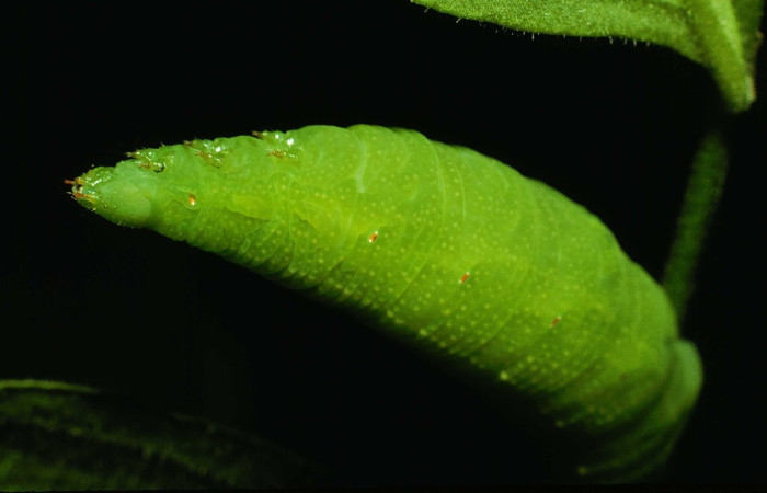 Fig. 7 larva <i>Cautethia yucatana</i> (Sphingidae), Estación murciélago, Sector murciélago, 675m. 
93-SRNP-3204-DHJ26150.jpg