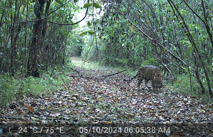 Figura. 1. Jaguar <i>Panthera onca</i> (Felidae), foto captada por cámara trampa, 05 Octubre 2024, en Estación Biológica Quica, Sector Pitilla Area de Conservación Guanacaste (ACG) (470m).  