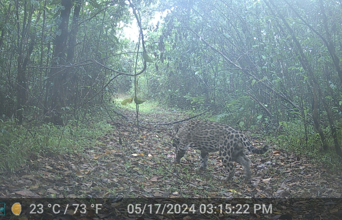 Figura. 6. Jaguar <i>Panthera onca</i> (Felidae), foto captada por cámara trampa, 17 Mayo 2024, en Estación Biológica Quica, Sector Pitilla Area de Conservación Guanacaste (ACG) (470m).  