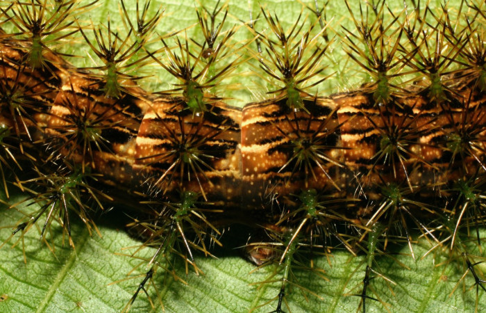 Figura 10. Larva <i>Lonomia concordia</i> (Saturniidae), color café con rayas cremas, espinas en el dorso y laterales color verdes, amarillos, posición dorsal, cuarto estadio, mide 55 mm aproximadamente. Planta hospedera <i>Conceveiba pleiostemona</i> (Euphorbiaceae). Voucher: 08-SRNP-32419-DHJ446061.jpg.