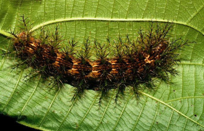 Figura 11. Larva <i>Lonomia concordia</i> (Saturniidae), color café con rayas cremas, espinas en el dorso y laterales color verdes, amarillos, posición dorsal, cuarto estadio, mide 55 mm aproximadamente. Planta hospedera <i>Conceveiba pleiostemona</i> (Euphorbiaceae). Voucher: 08-SRNP-32419-DHJ446059.jpg.