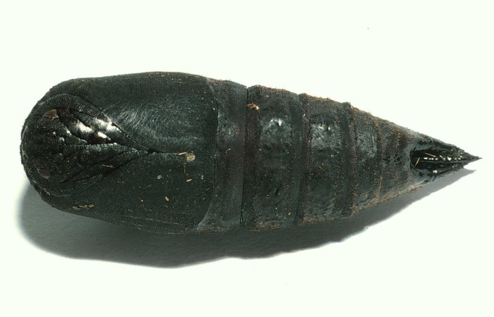 Figura 14. Pupa <i>Lonomia concordia</i> (Saturniidae), color negro, posición ventral. Voucher: 01-SRNP-6343-DHJ63513.jpg.