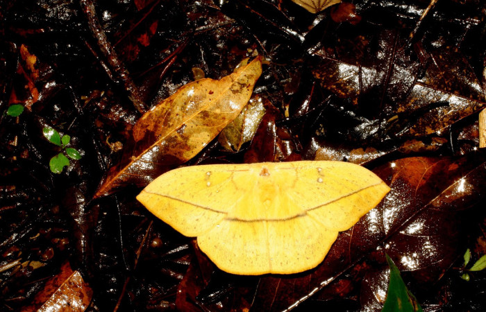 Figura 18. Adulto macho de <i>Lonomia concordia</i> (Saturniidae), color amarillo, posición dorsal, mide 60 mm aproximadamente. Voucher: 07-SRNP-35381-DHJ421747.jpg