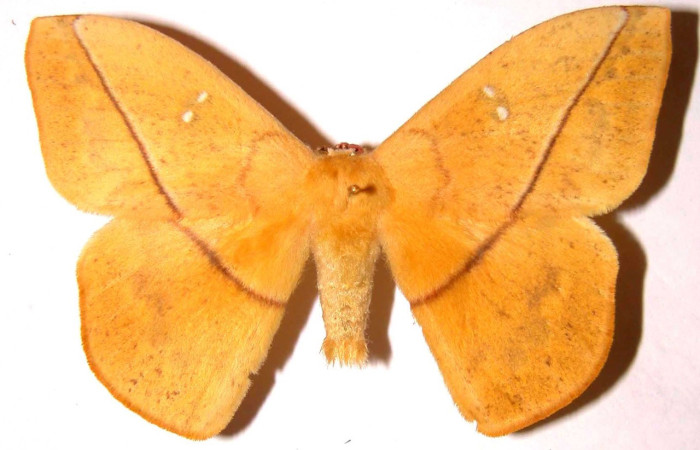 Figura 19. Adulto macho de <i>Lonomia concordia</i> (Saturniidae), color amarillo, posición dorsal, mide 76 mm aproximadamente. Voucher: 02-SRNP-8359-DHJ35888