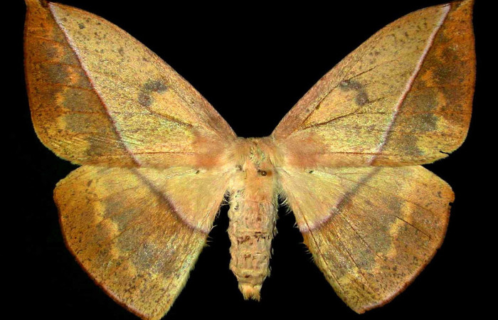 Figura 20. Adulto macho de <i>Lonomia concordia</i> (Saturniidae), color amarillo, posición dorsal, mide 76 mm aproximadamente. Voucher: 02-SRNP-8359-DHJ35889