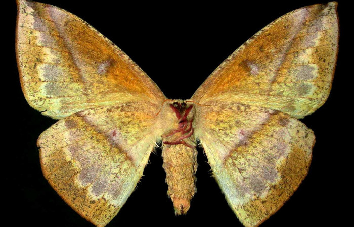 Figura 22. Adulto hembra de <i>Lonomia concordia</i> (Saturniidae), color café, posición dorsal, mide 99 mm aproximadamente. Voucher: 99-SRNP-4947-DHJ31260.