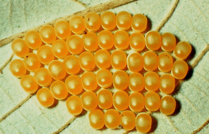 Figura 4. Huevos de <i>Lonomia concordia</i> (Saturniidae), color naranja, posición dorsal, miden 2 mm aproximadamente. Planta hospedera <i>Arachnothryx buddleioides</i> (Rubiaceae). Voucher: 98-SRNP-2768-DHJ44403.jpg.