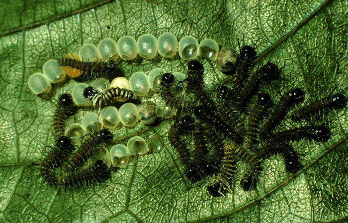Figura 5. Larvitas de <i>Lonomia concordia</i> (Saturniidae), eclosionando, color negro posición dorsal, miden 5 mm aproximadamente, en Primer estadio. Planta hospedera <i>Arachnothryx buddleioides</i> (Rubiaceae). Voucher: 97-SRNP-1453-DHJ41534.jpg.