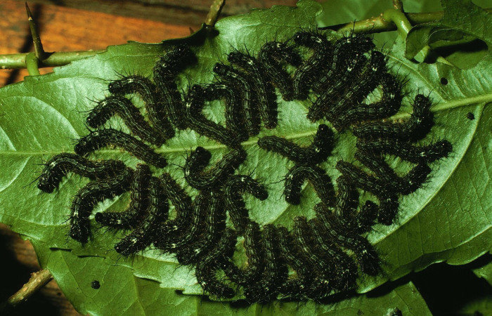 Figura 6. Larvitas eclosionadas de <i>Lonomia concordia</i> (Saturniidae), color negro posición dorsal, tercer estadio, miden 16 mm aproximadamente. Planta hospedera <i>Arachnothryx buddleioides</i> (Rubiaceae). Voucher: 97-SRNP-1407-DHJ41447.jpg.