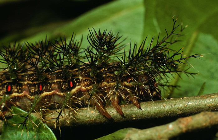Figura 7. Larva <i>Lonomia concordia</i> (Saturniidae), color café con rayas cremas, espiráculos color rojo, espinas en el dorso y laterales color negro, posición lateral, cuarto estadio, mide 31 mm aproximadamente. Planta hospedera <i>Hasseltia floribunda</i> (Salicaceae). Voucher: 96-SRNP-373.1-DHJ27277.jpg.