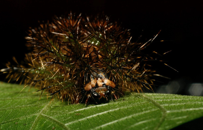 Figura 8. Larva <i>Lonomia concordia</i> (Saturniidae), color café cabeza color negro con una mancha color crema, posición frontal, cuarto estadio, mide 55 mm aproximadamente. Planta hospedera <i>Conceveiba pleiostemona</i> (Euphorbiaceae). Voucher: 08-SRNP-32419-DHJ446066.jpg.