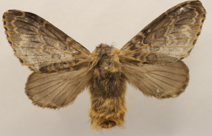 Fig. 15. Hembra de <i>Tolype</i> primitivaJMR02 (Lasiocampidae), las hembras poseen abdomen mas abultados que los machos Voucher: 18-SRNP-26798-DHJ952146.jpeg