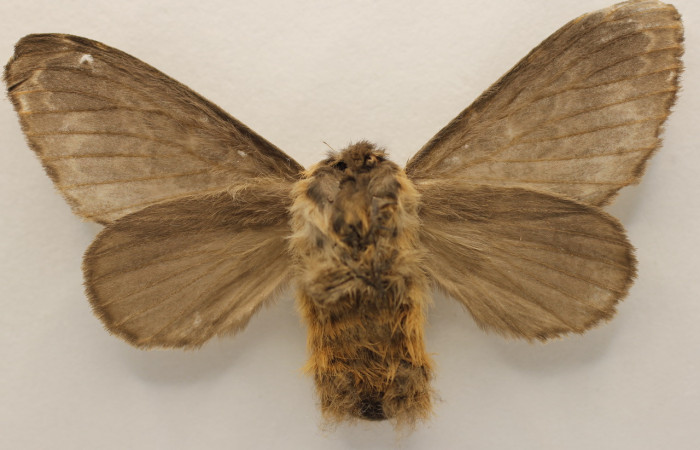 Fig. 16. Hembra de <i>Tolype</i> primitivaJMR02 (Lasiocampidae), alas grisaceas característico de hábitos nocturnos. Voucher: 18-SRNP-26798-DHJ952147.jpeg