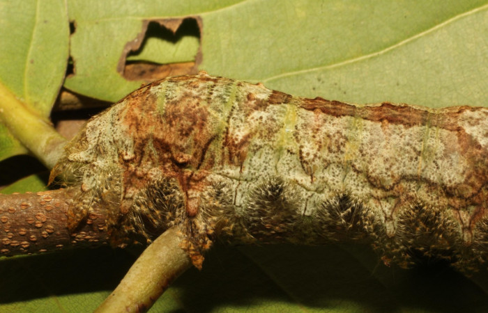 Fig. 4. Detalle cabeza de <i>Tolype</i> primitivaJMR02 (Lasiocampidae), cabeza cuebierta por sus pelos largos. Voucher: 19-SRNP-65284-DHJ772171.jpeg