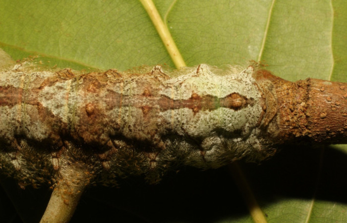 Fig. 5. Larva de <i>Tolype</i> primitivaJMR02 (Lasiocampidae), detalle de la parte dorsal posterior con pequeñas protuberancias. Voucher: 19-SRNP-65284-DHJ772177.jpeg