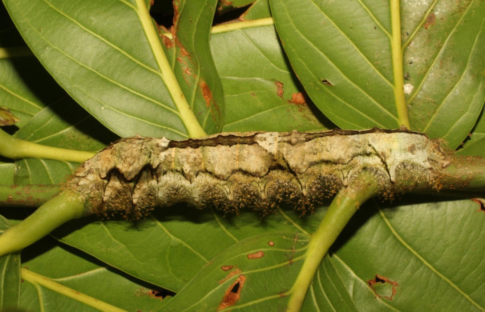 Fig. 2. Larva de <i>Tolype</i> primitivaJMR02 (Lasiocampidae), alimentándose de <i>Moquilea platypus</i> (Chrysobalanaceae). Voucher: 19-SRNP-65289-DHJ772188.jpeg