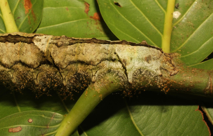 Fig. 3. Detalle lateral posterior de <i>Tolype</i> primitivaJMR02 (Lasiocampidae), pelos muy vistosos. 19-SRNP-65289-DHJ772190.jpeg