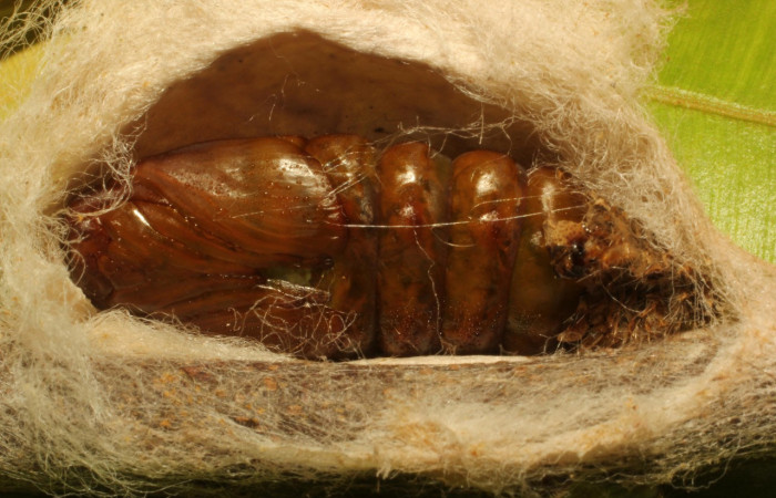 Fig. 12. Vista de la pupa dentro del capullo de <i>Tolype</i> primitivaJMR02 (Lasiocampidae), la pupa permanece dentro del capullo hasta que esta emerja. Voucher:19-SRNP-65289-DHJ772254.jpeg
