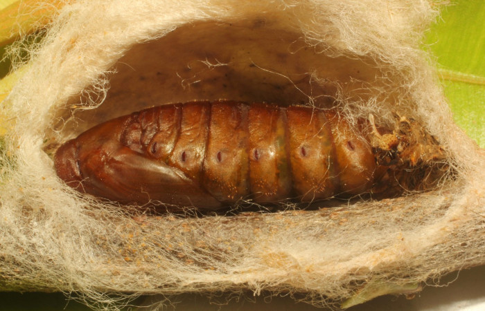 Fig. 13. Vista de la pupa dentreo del capullo de <i>Tolype</i> primitivaJMR02 (Lasiocampidae), se puede apreciar los espiráculos de la pupa en sus laterales. Voucher:19-SRNP-65289-DHJ772256.jpeg