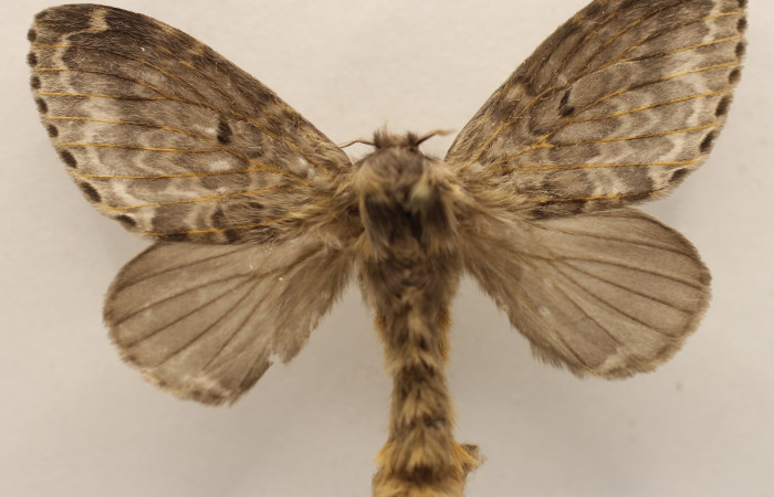 Fig. 17. Macho de <i>Tolype</i> primitivaJMR02 (Lasiocampidae), sus alas anteriores y posteriores son muy similares al de las hembras. Voucher: 19-SRNP-65289-DHJ954274.jpeg